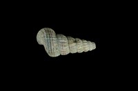 藏品(網目海蜷)的圖片